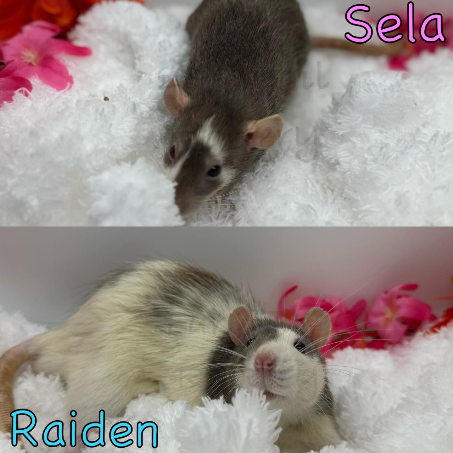 FaryTail Rattery | Hilliard OH