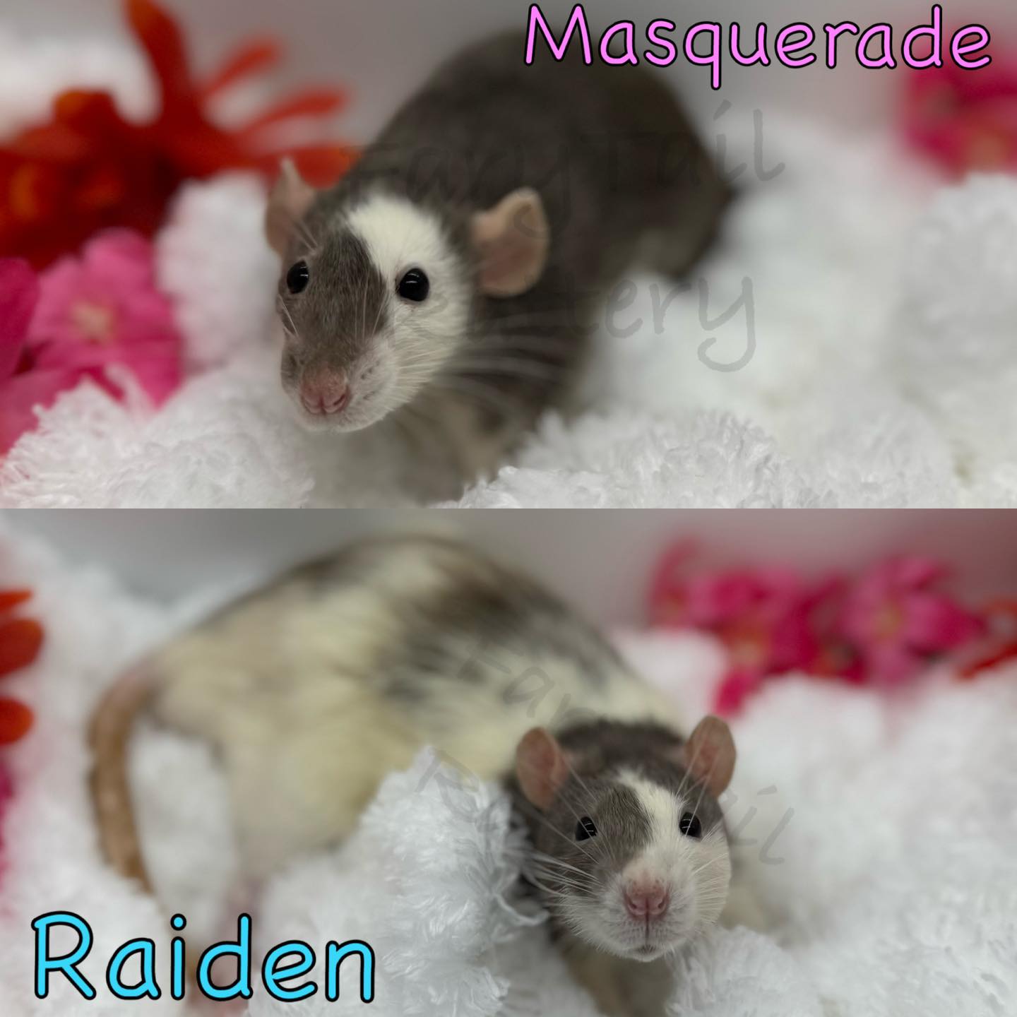 FaryTail Rattery | Hilliard OH