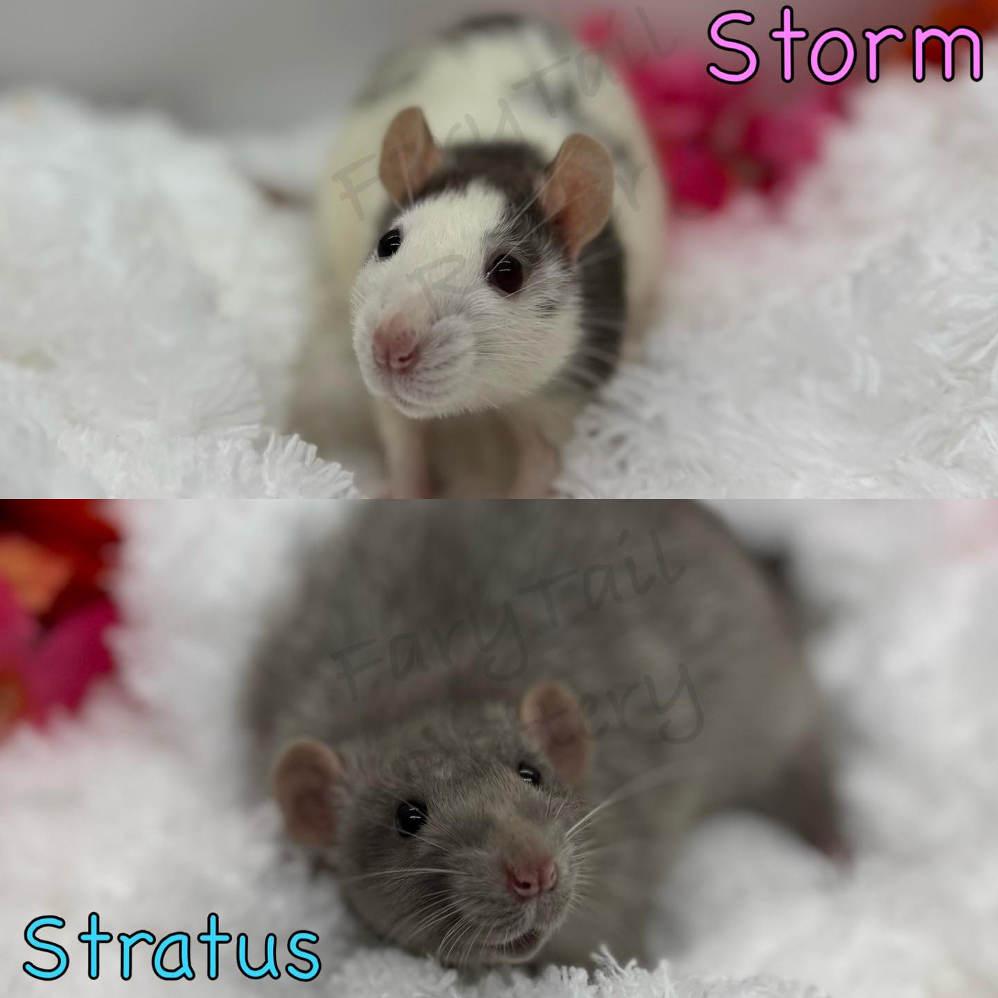 FaryTail Rattery | Hilliard OH