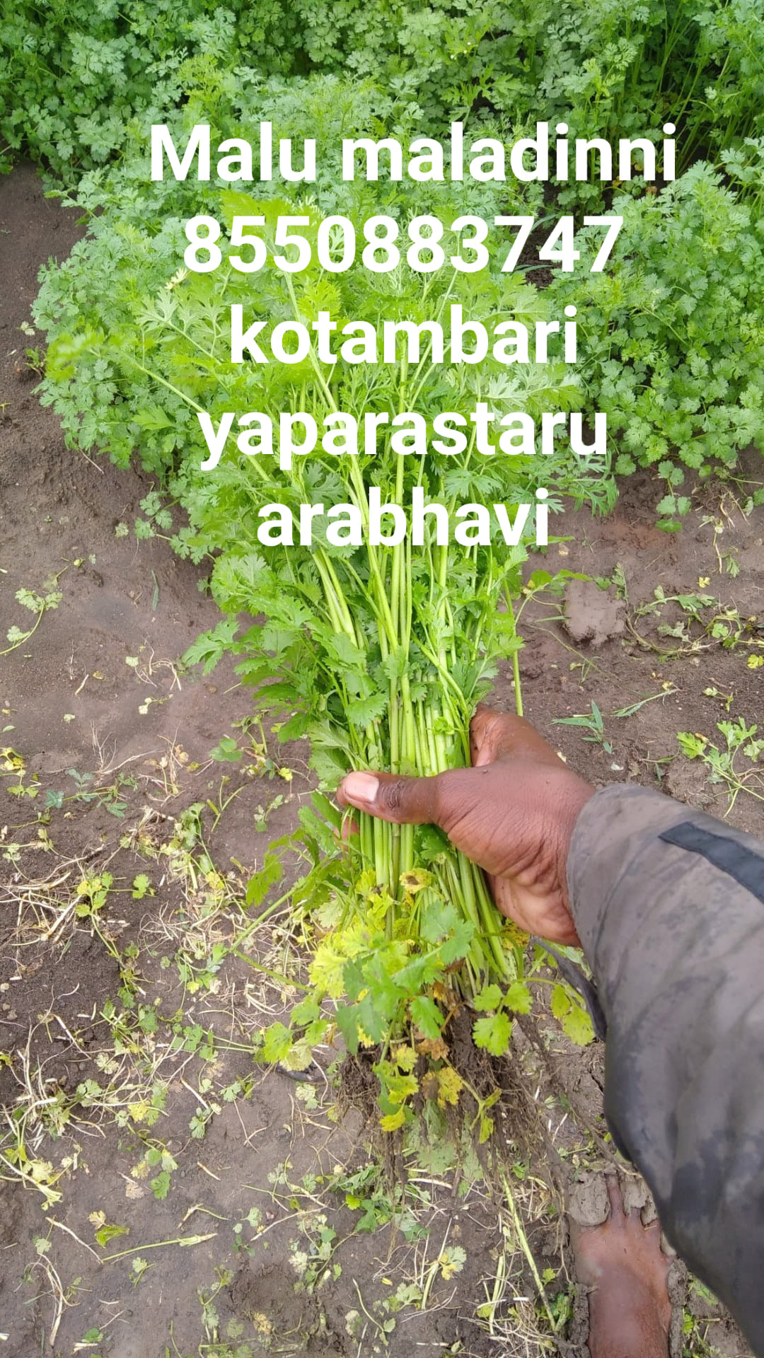 malappa maladinni