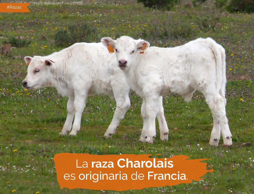 ADM Nutrición Animal - La raza Charolais tiene su origen en Francia, su ...