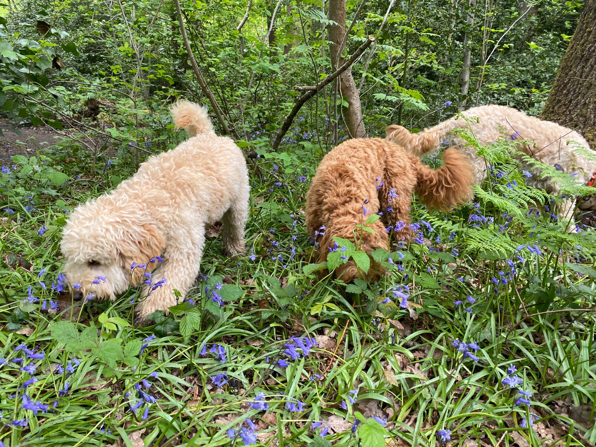 Cockapoo Adventure Club | London