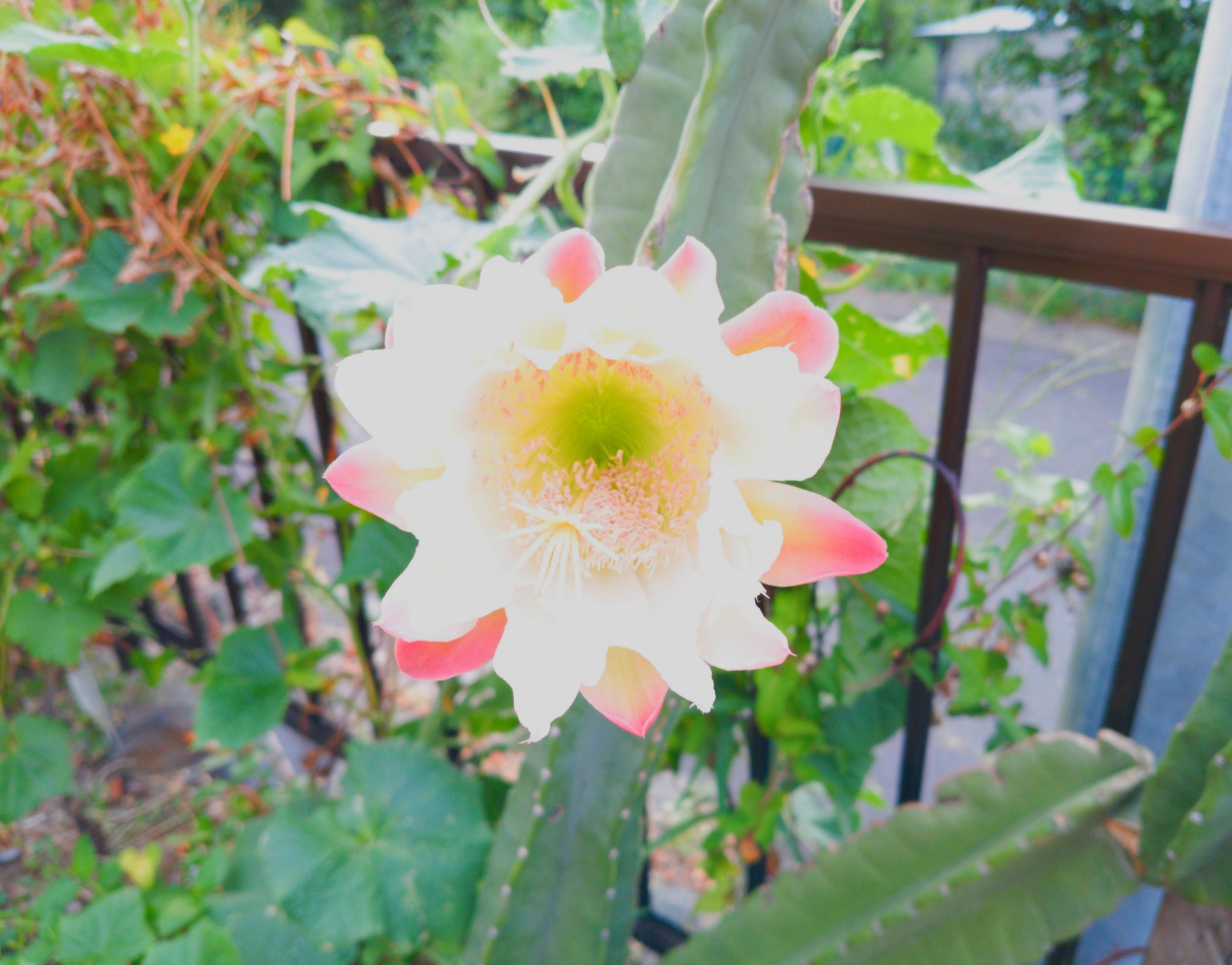 ちょっと明るくしてみましたが、 今朝の我が家のサボテンの花です