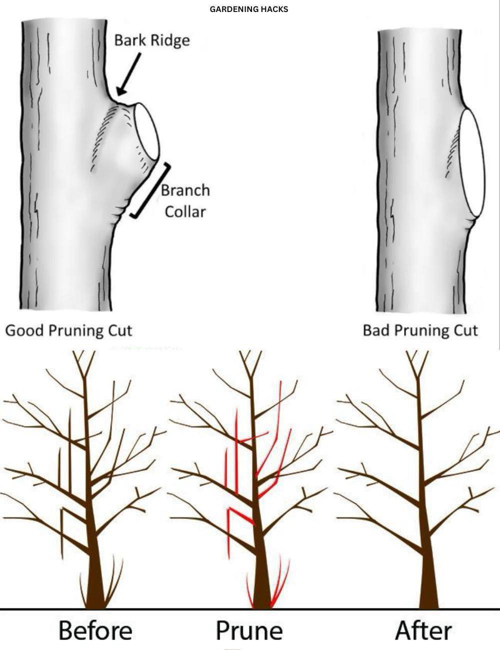 Gardening Hacks - How and When to Prune Trees and Shrubs🌳...