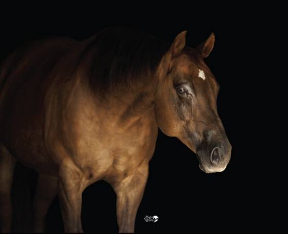 Booth Ranches - Horse Division | Sanger CA
