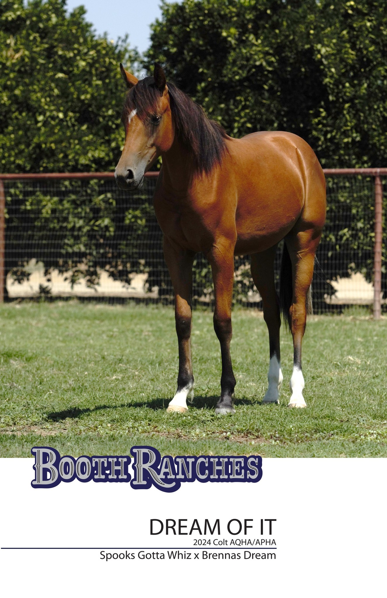 Booth Ranches - Horse Division - We are excited to welcome this ...