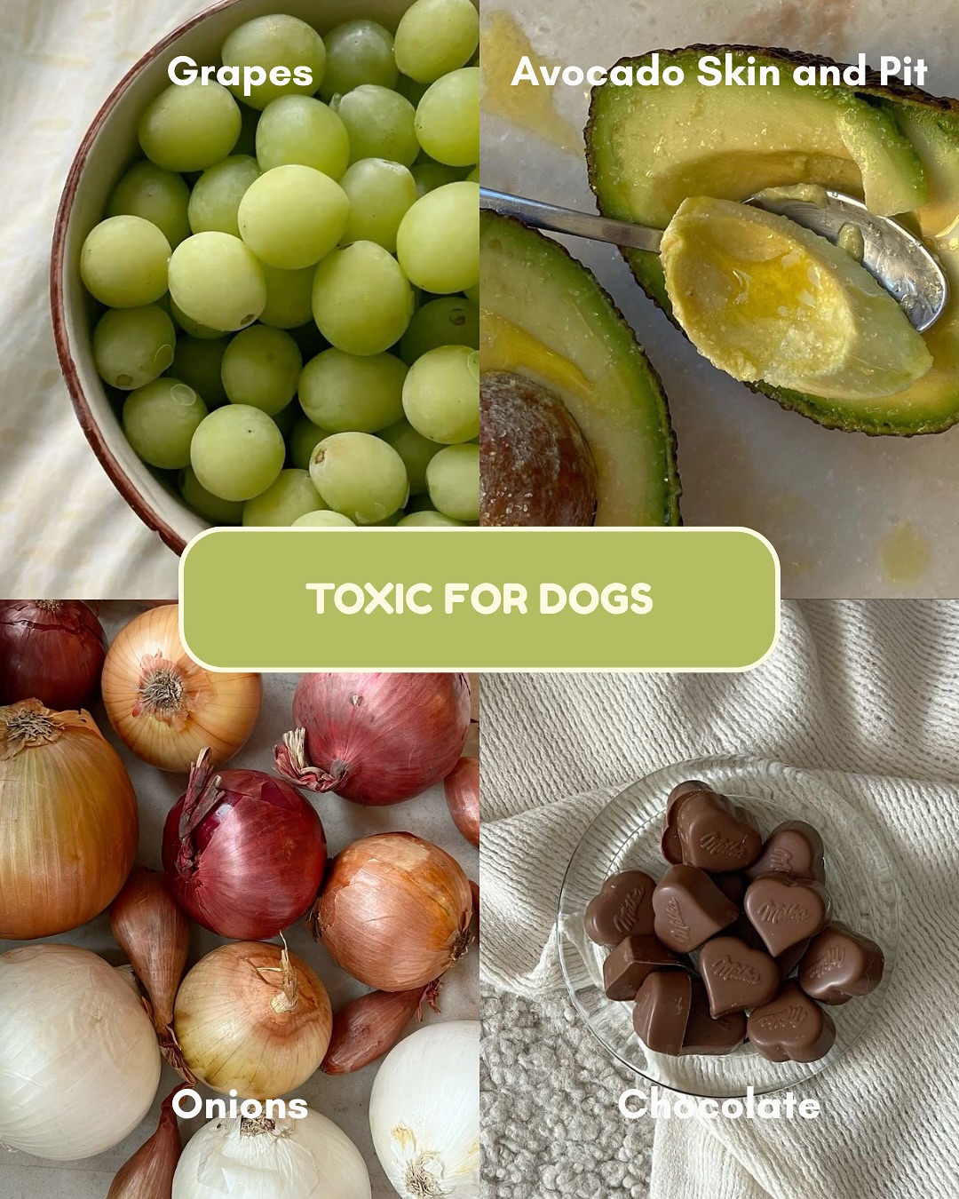 A closer look at Pet Grape Pit Choking Hazards Symptoms
