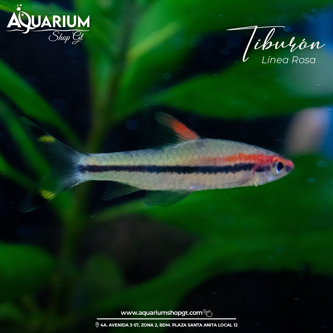 Aquarium Shop GT added a new photo. - Aquarium Shop GT
