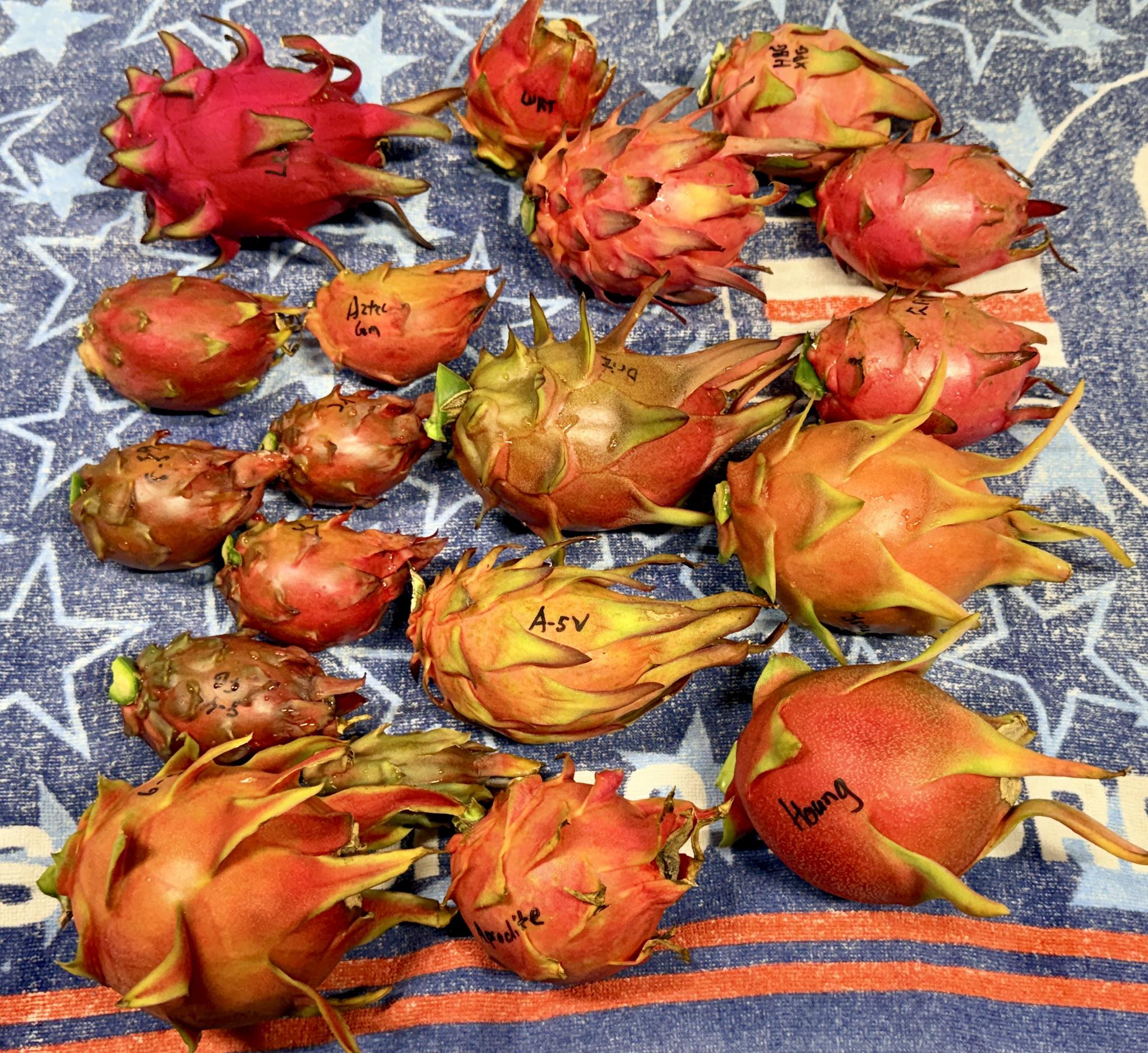 果物 Fuuga San Diego dragon fruit varieties