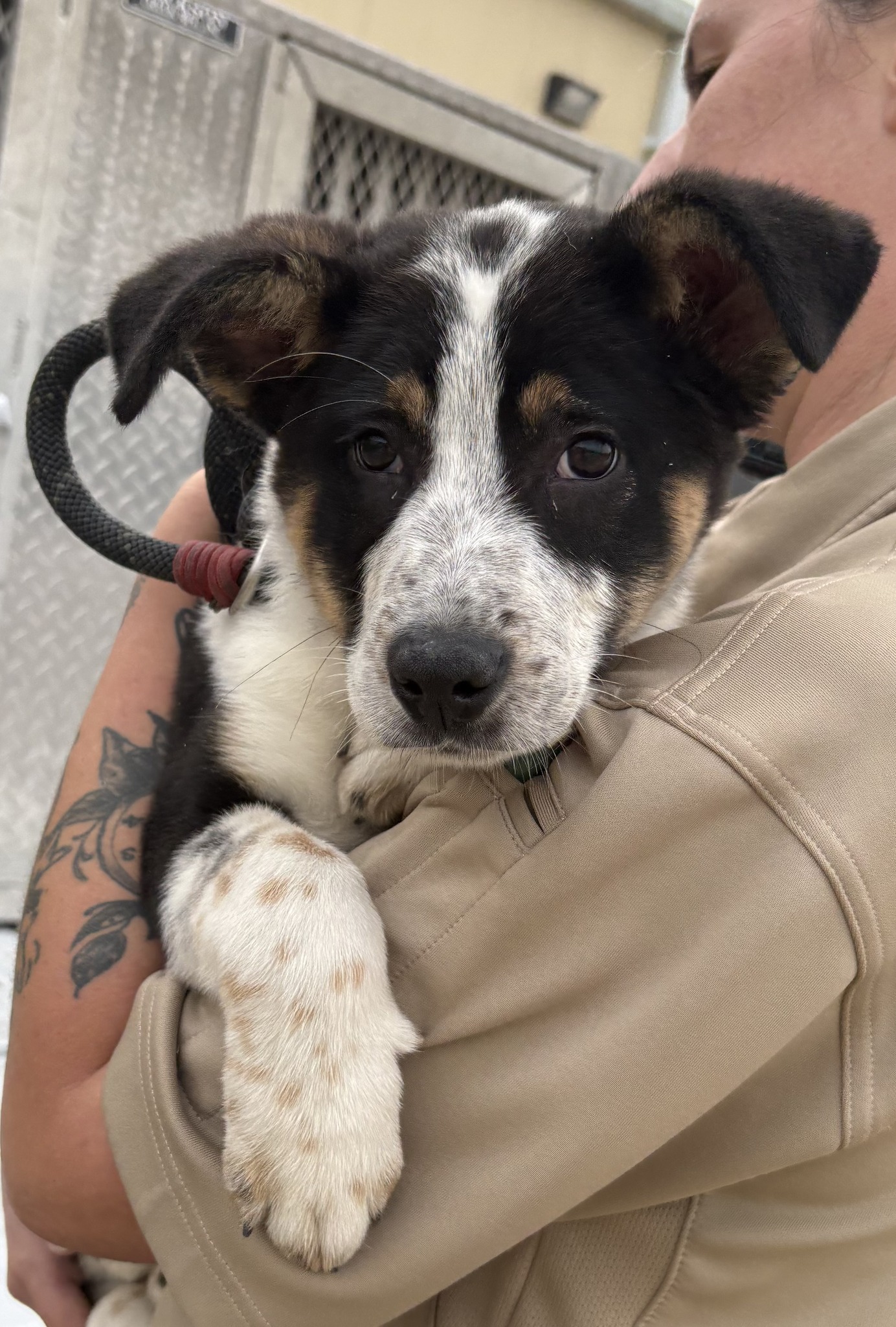Intake type: ACO STRAY Intake date: 12/22/2025 Found: 4020 31st ST ...