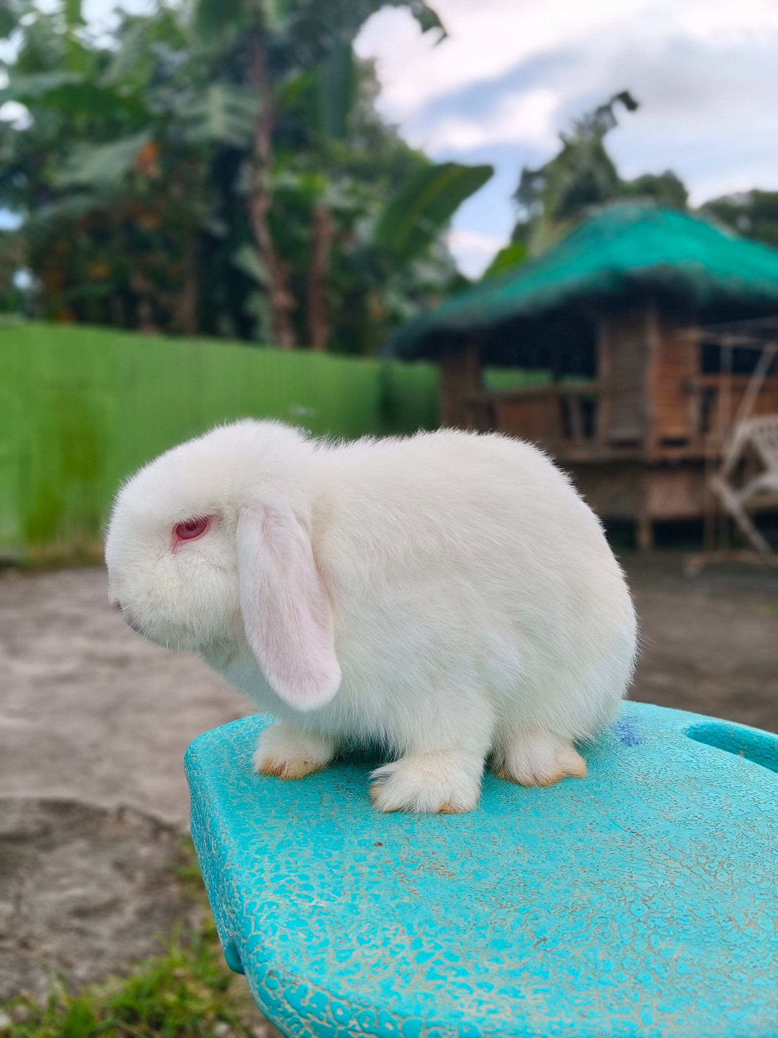 RABBIT BREEDER IN PHILIPPINES | Facebook