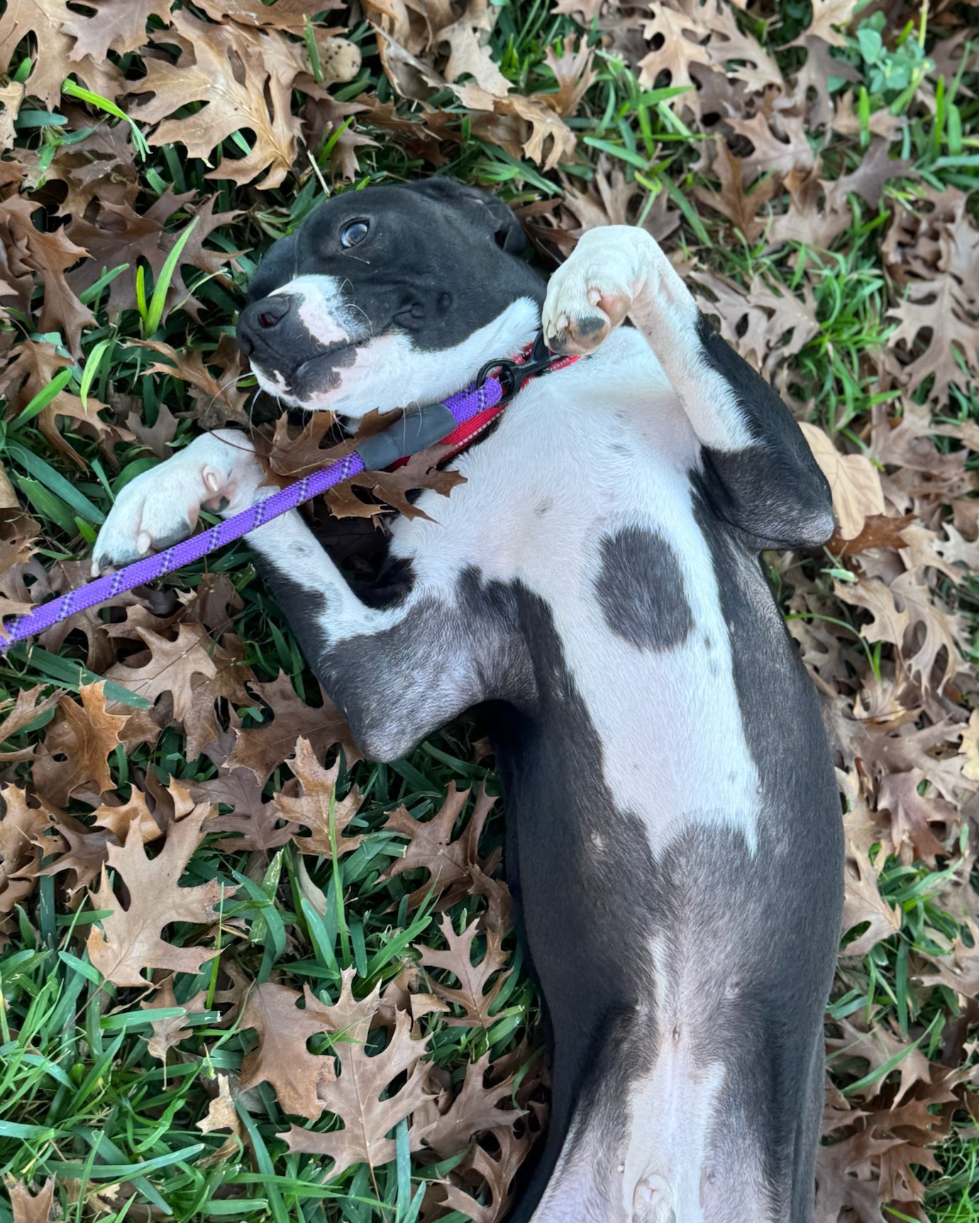 🤠 Meet Cowboy Cowboy came into... - Sandy Paws Rescue Inc. | Facebook