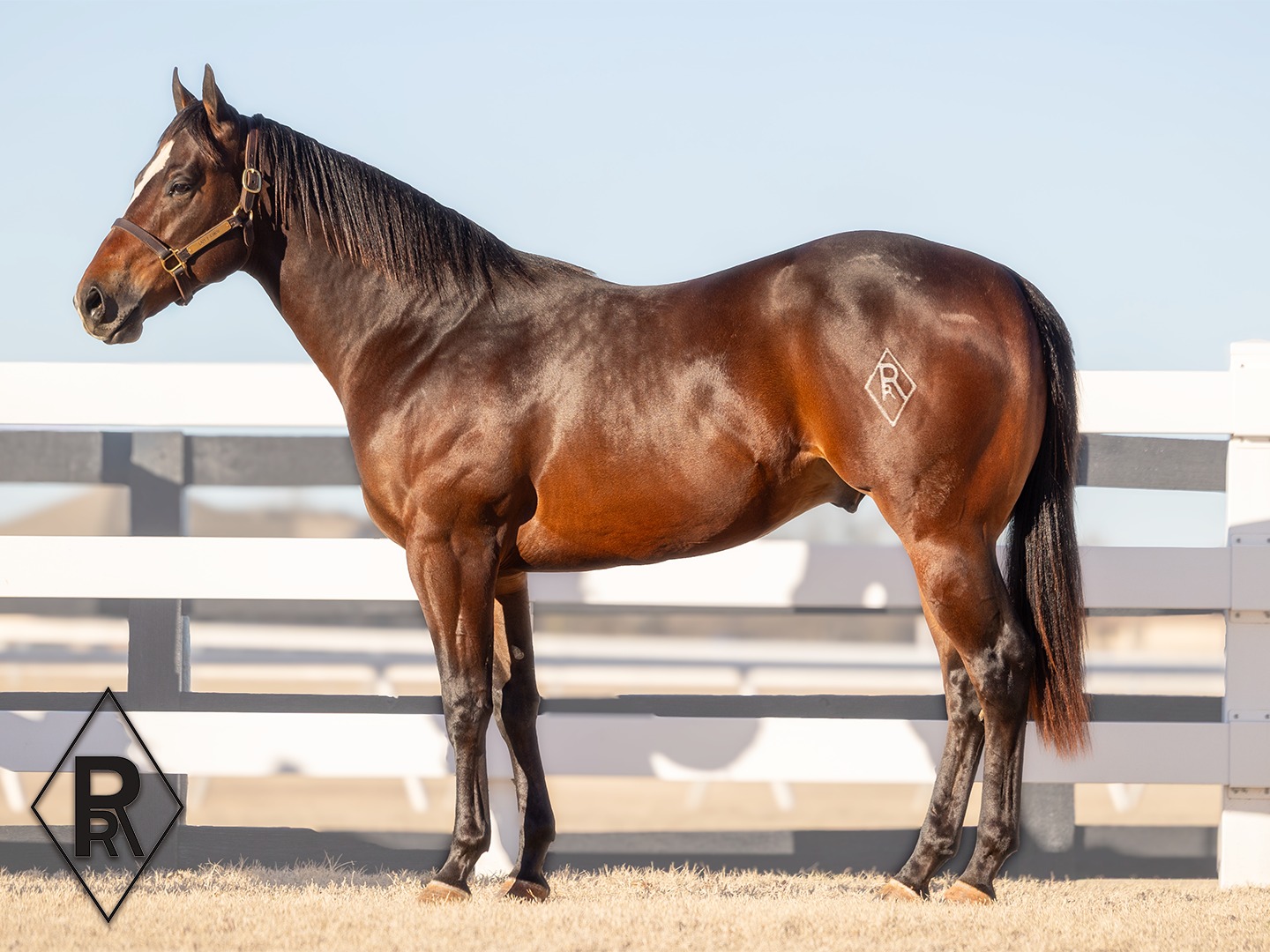 Reliance Ranches
