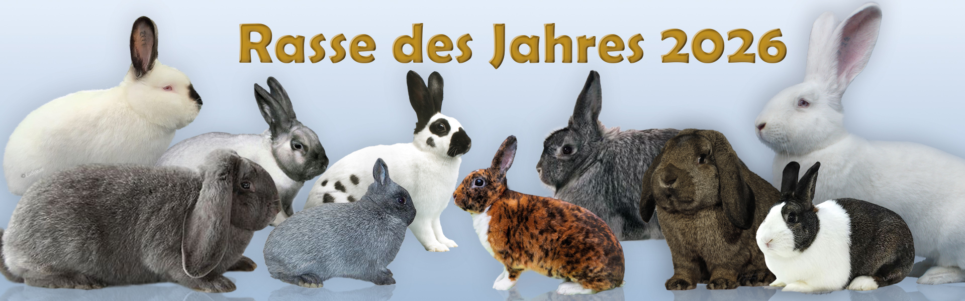 Zentralverband - Wahl zur Rasse des Jahres 2026. Schon die Stimme ...