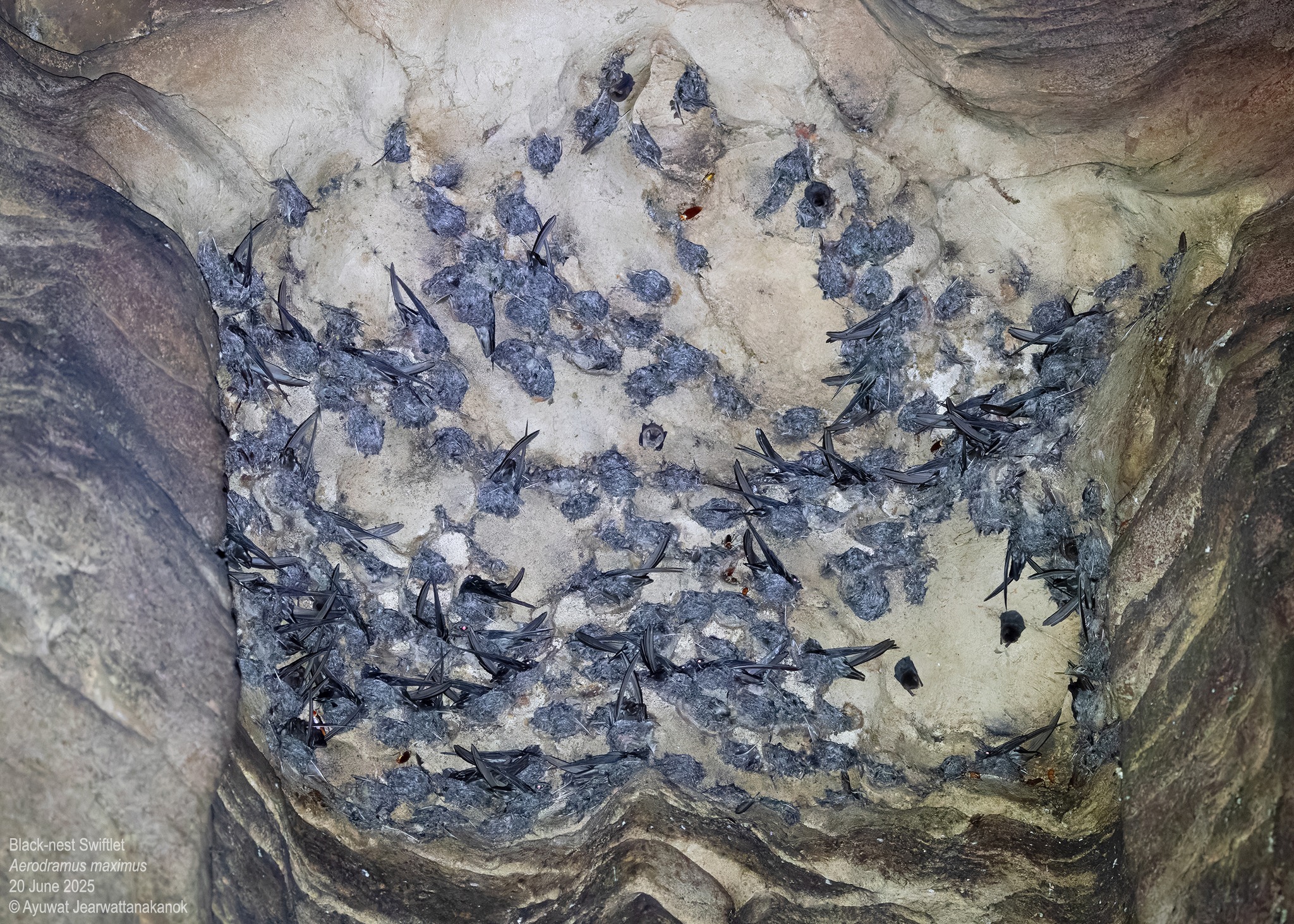 Ayuwat - Black-nest Swiftlet is named after the nest which appears ...