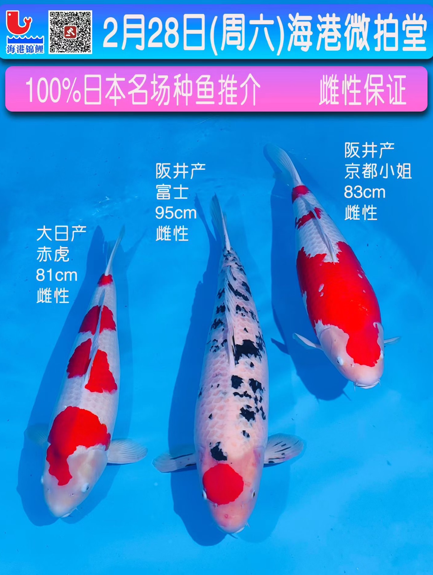 锦鲤 2.28(本周六）微拍堂，海港直播间100%​日本进口顶级名场生产即用种鱼上