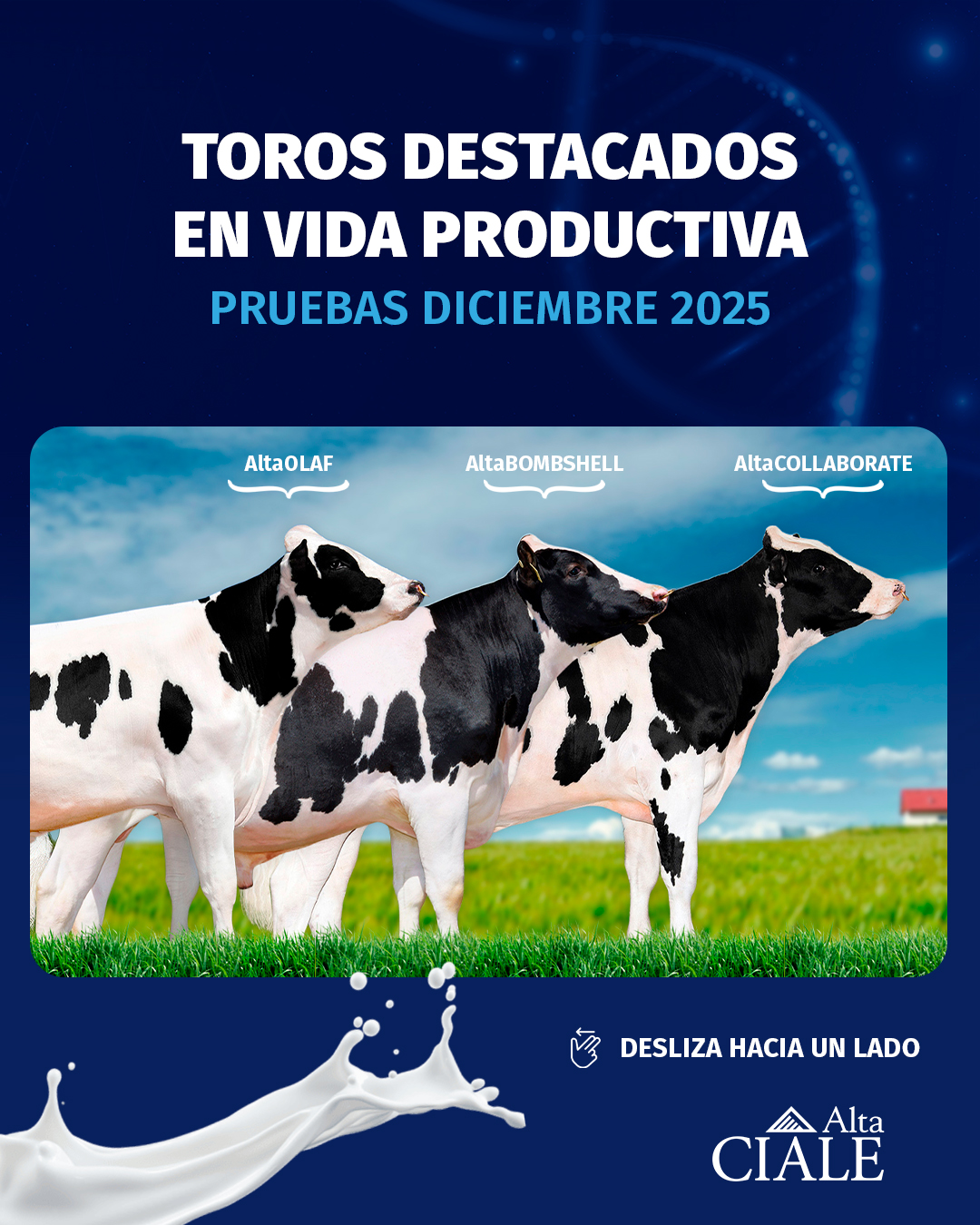CIALE Alta - 🌟 VIDA PRODUCTIVA QUE IMPULSA TU TAMBO En las... | Facebook
