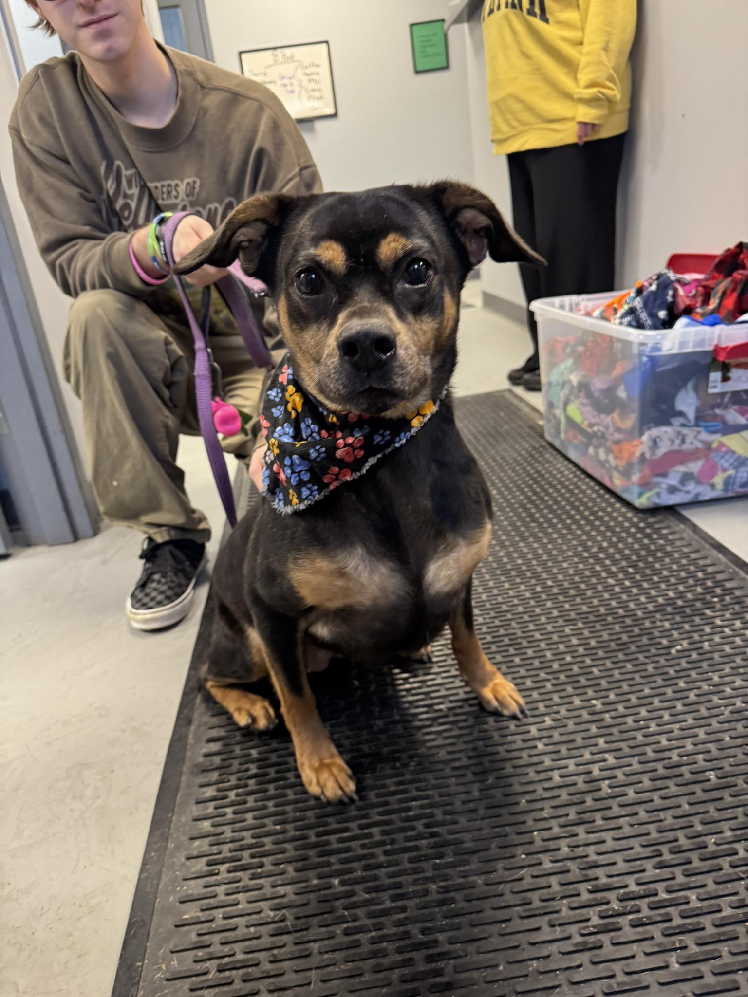 Volunteers - **Snickers** Female, terrier mix Kennel 679-25 Intake date ...