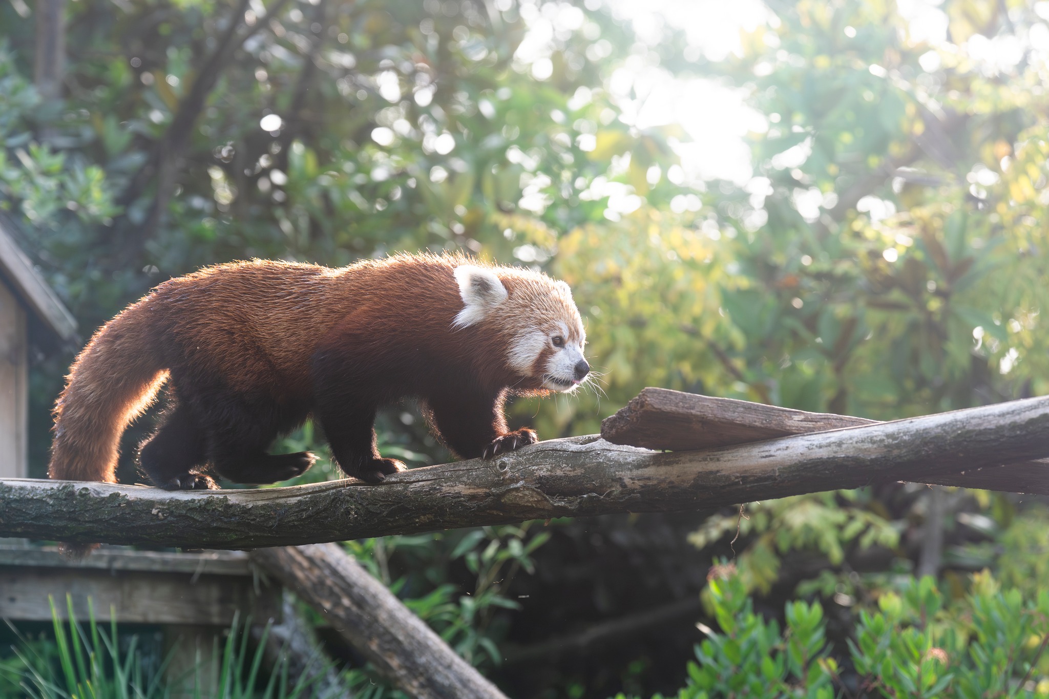 Zoo - Le saviez-vous ? 🐾 Les pandas roux adorent les températures ...