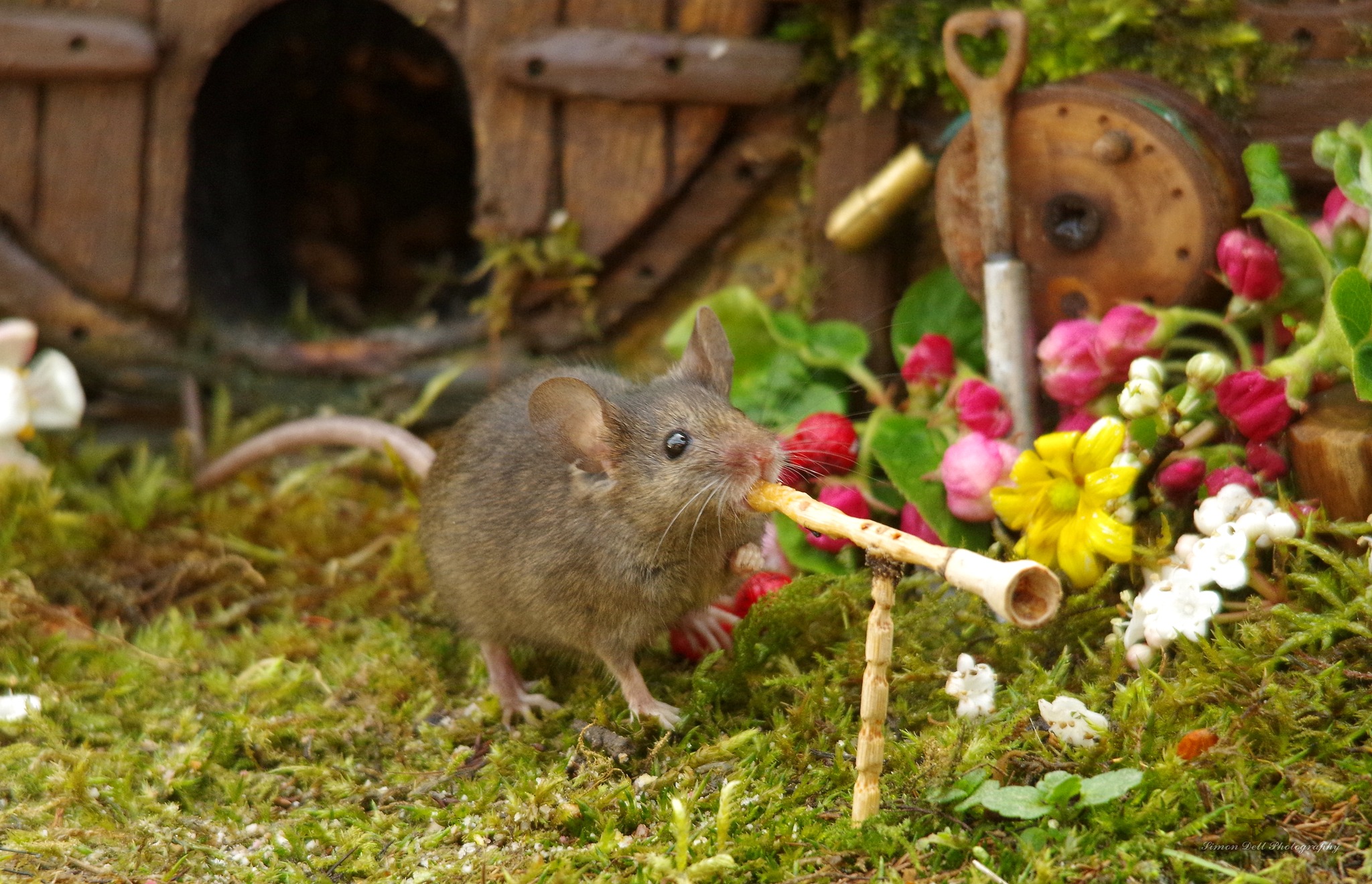 George the Mouse in... - George the Mouse in a log pile house
