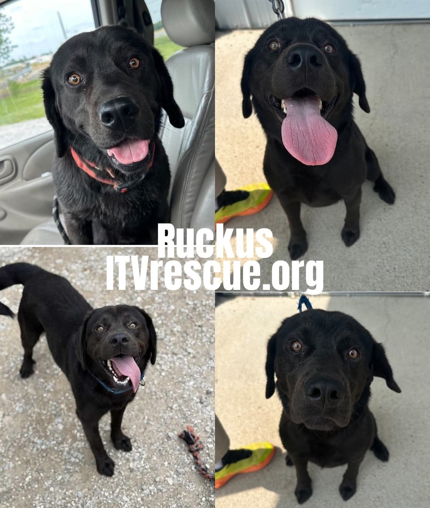 Meet Ruckus – Your New... - It Takes a Village No-Kill Rescue | Facebook