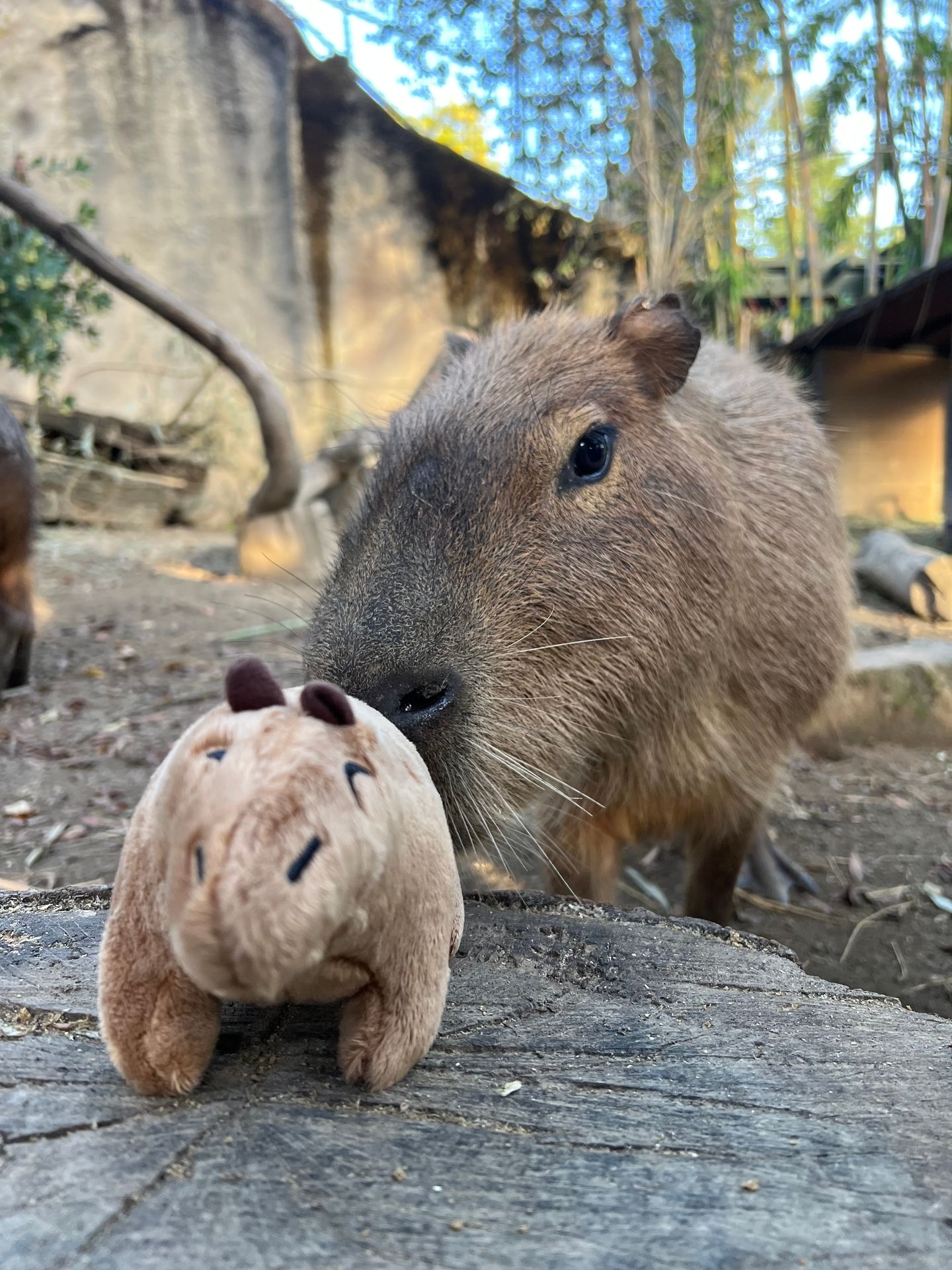 Sacramento - While you can't pet the capybaras, you CAN pet your own ...