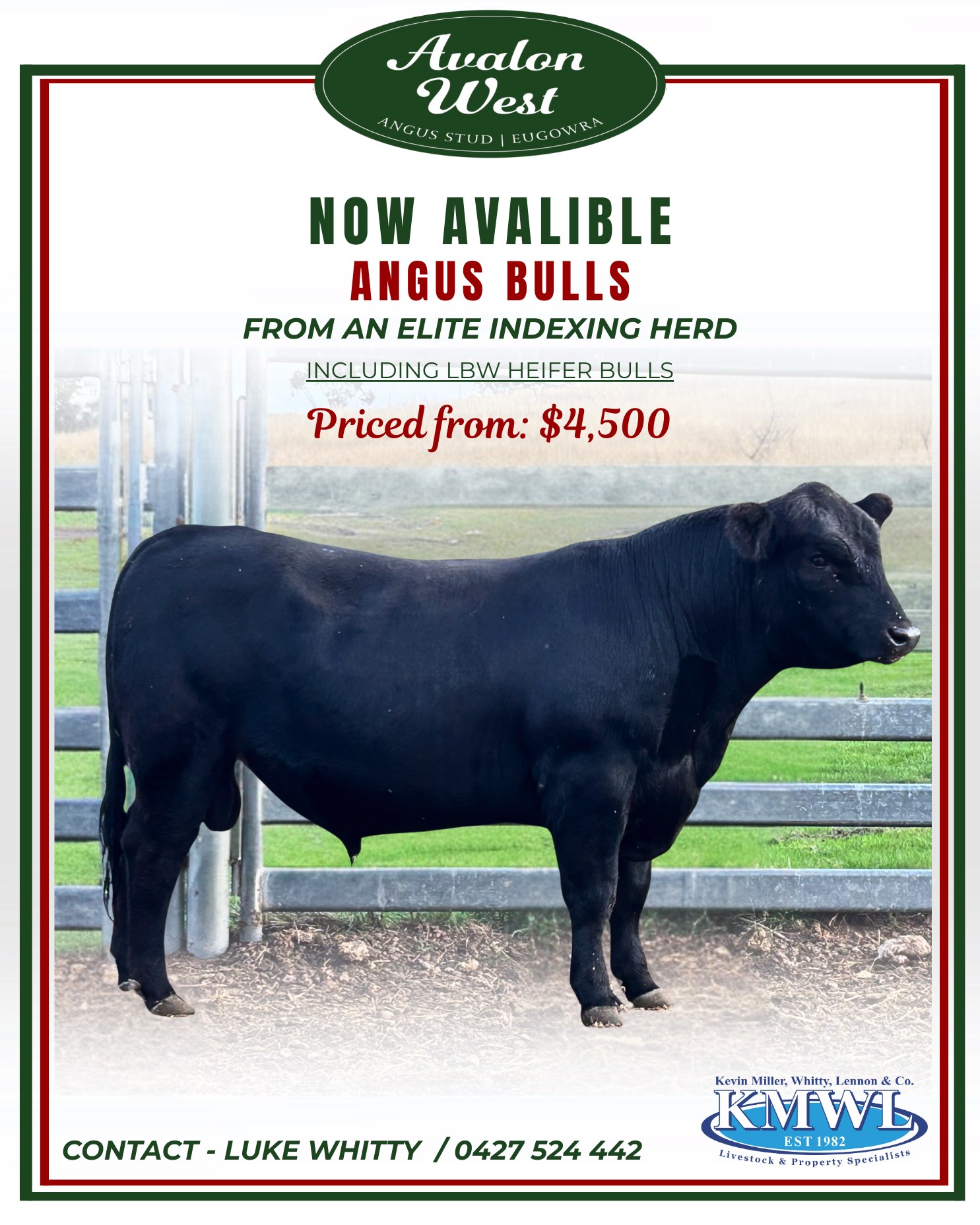 Kevin - 🐮 AVALON WEST ANGUS BULLS 🐮 Available for private sale now! A/c ...