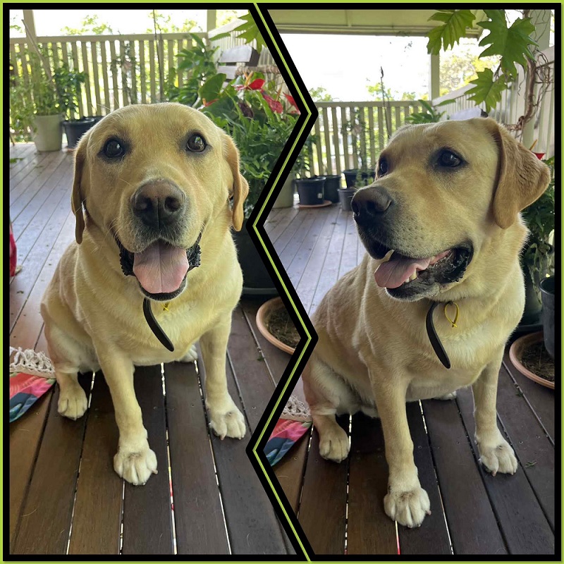 Labrador Rescue - UPDATE: SAM HAS HAD A SUCCESSFUL MEET &... | Facebook