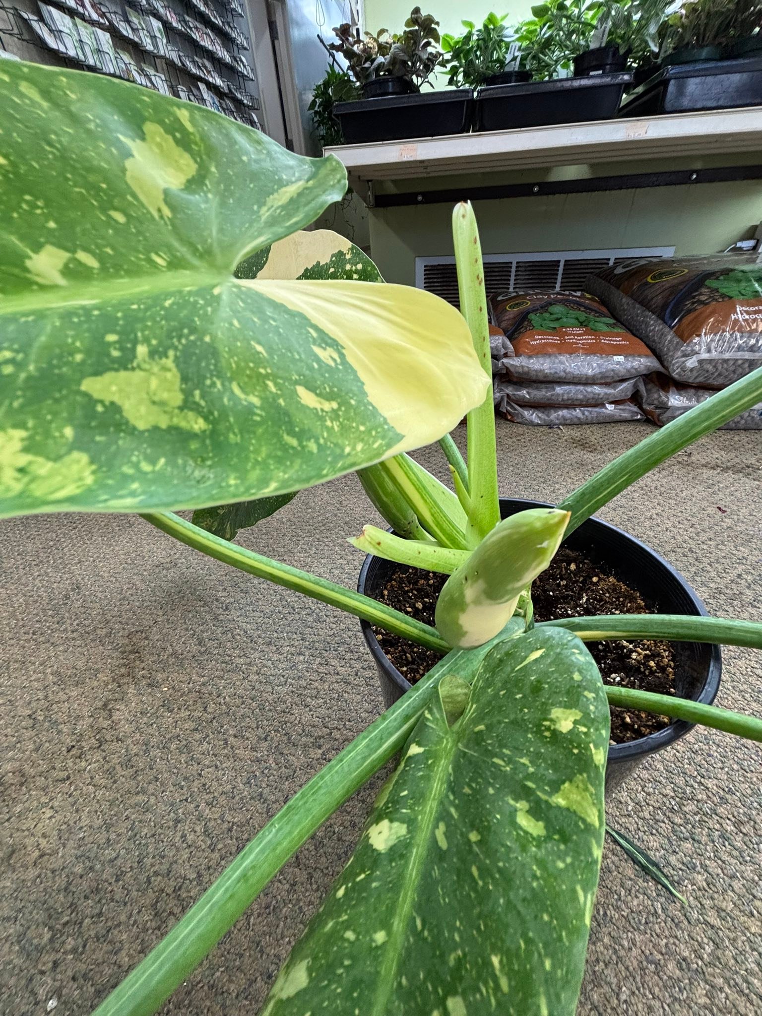 A couple of Philodendron Texas Jose Buono coming out of the back  display picture 1