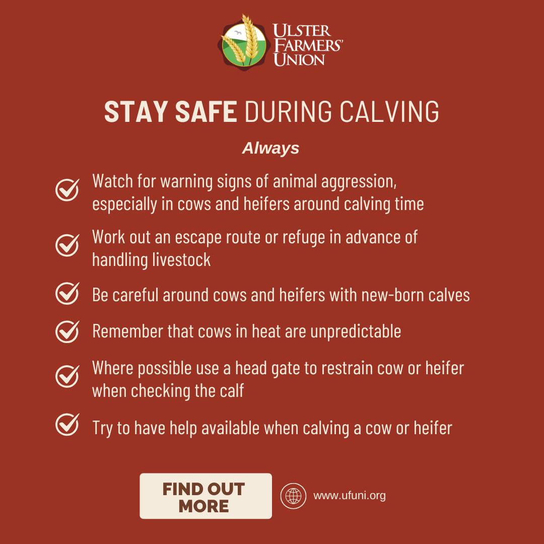 🐄Stay safe when calving🐄 Working... - Ulster Farmers' Union | Facebook