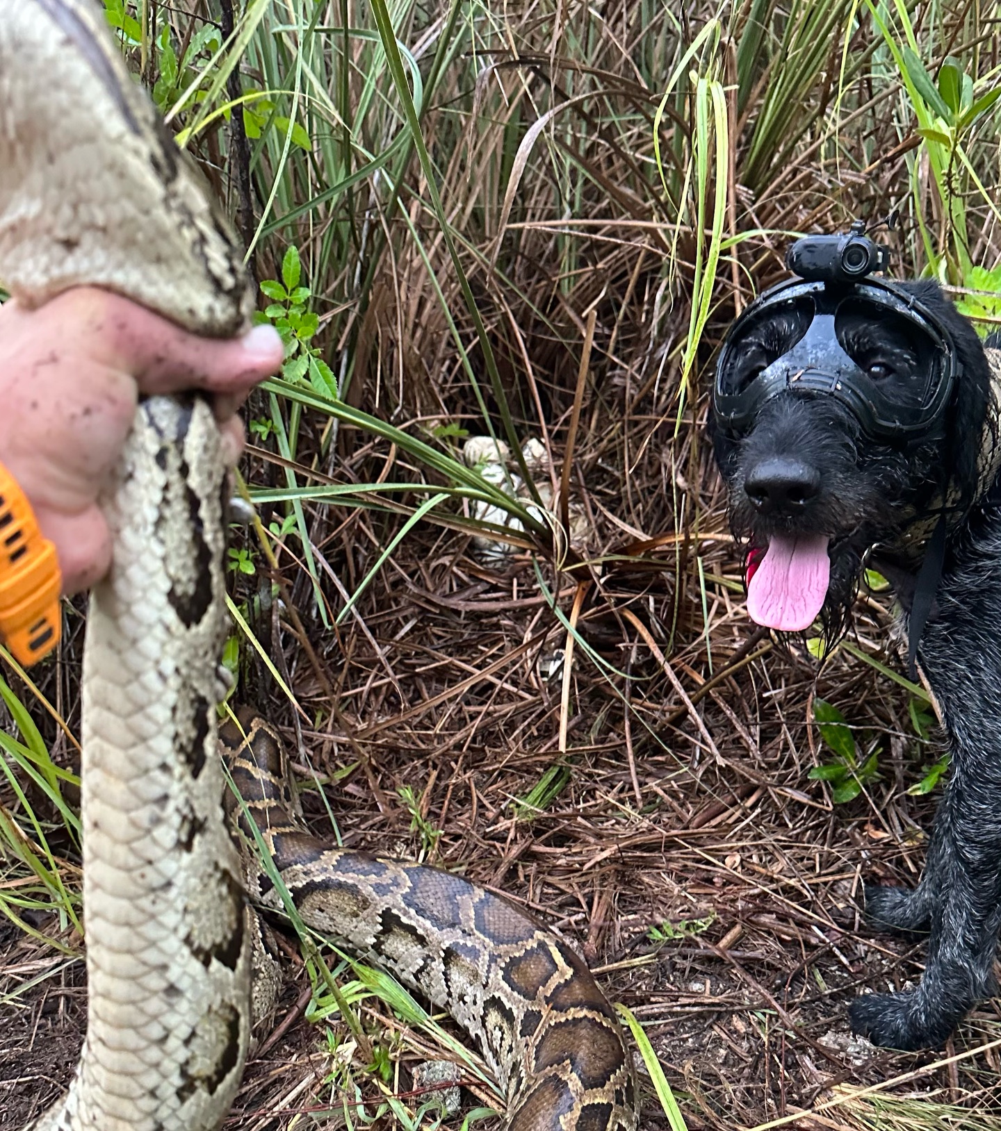 Python Cowboy Hunts added a new... - Python Cowboy Hunts