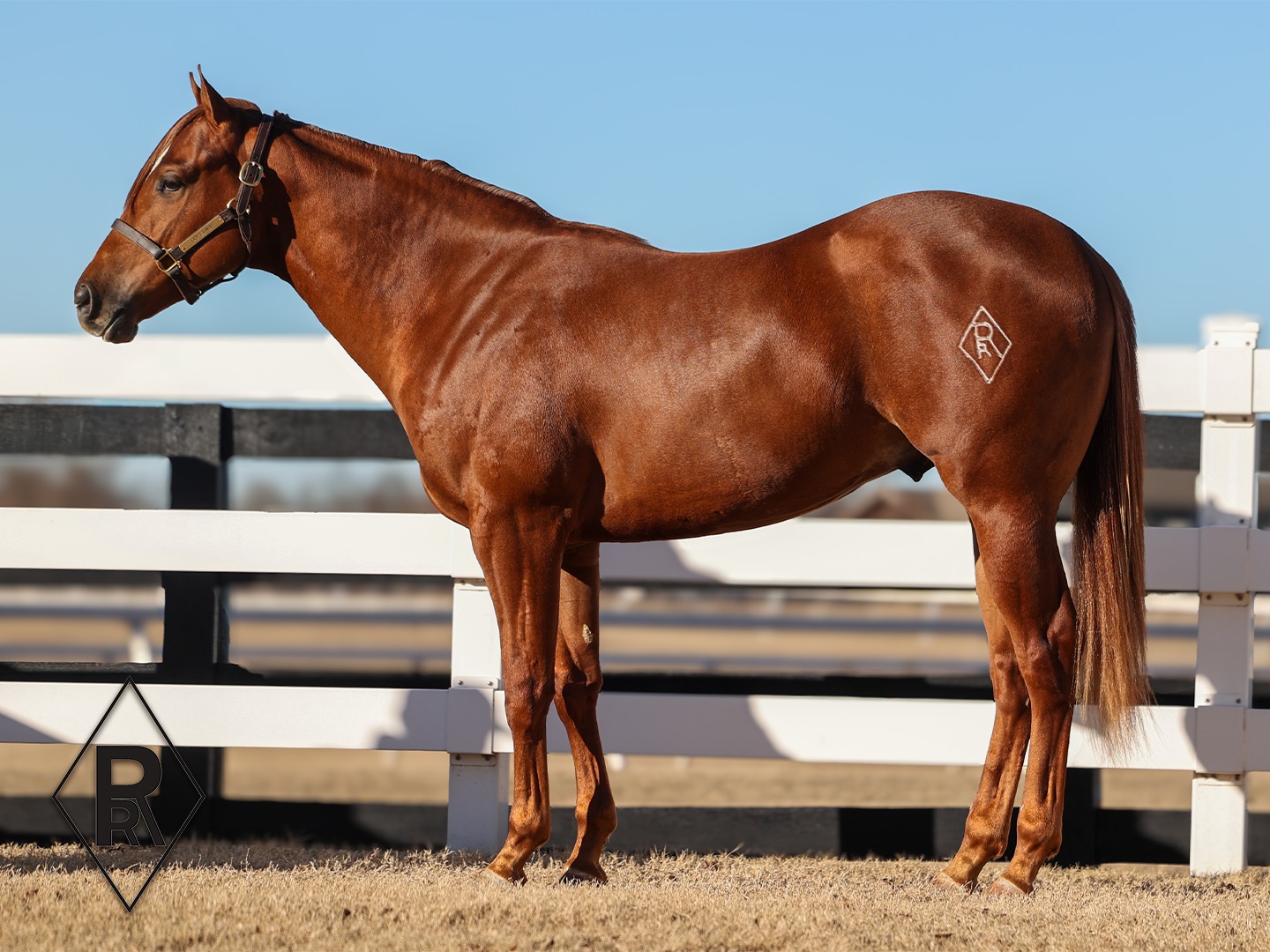 Reliance Ranches