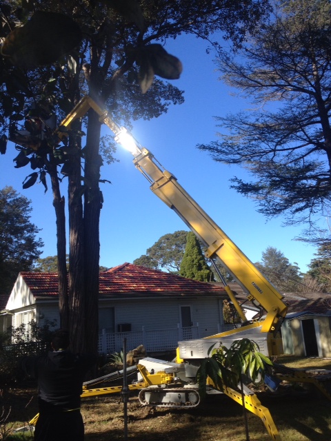 🌳🏠 Protect Your Home Before Tree Roots... - Alex Tree Service | Facebook