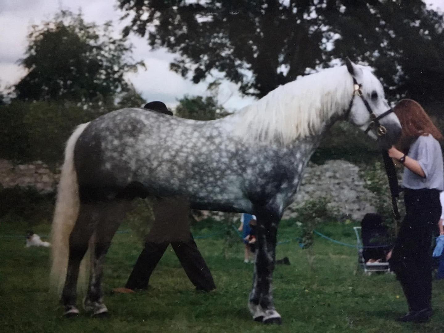 Diamond's - ⚜️ BODEN PARK FINNARD ⚜️ Class 1 Stallion (899) Born 1986 ...