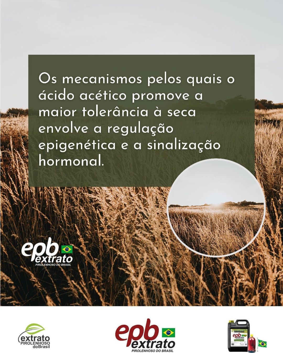 TG GROUP - ☀️ La utilización del Extracto Piroleñoso EPB...
