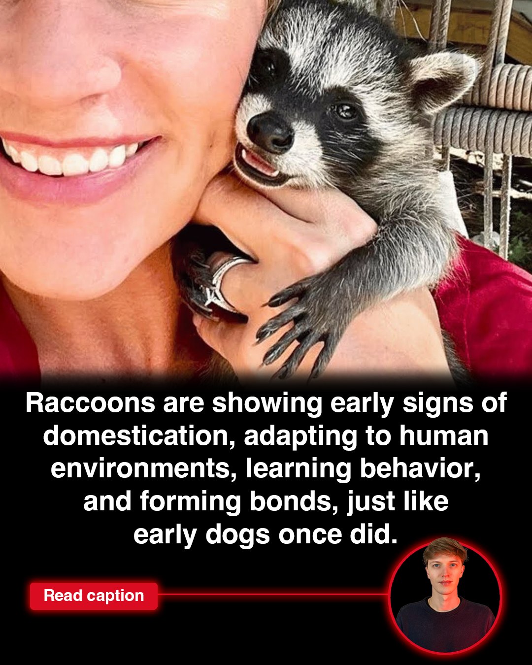 Top - Scientists are finding something wild in the cities: raccoons are ...