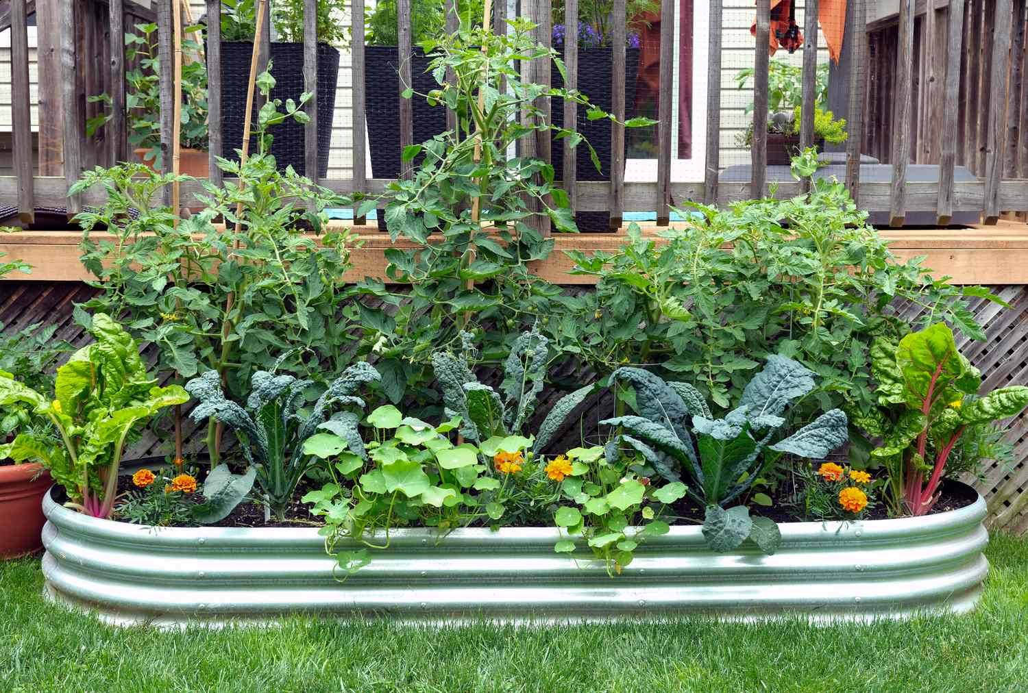 Elm - Trying to master raised beds, containers, hydroponics, and in ...