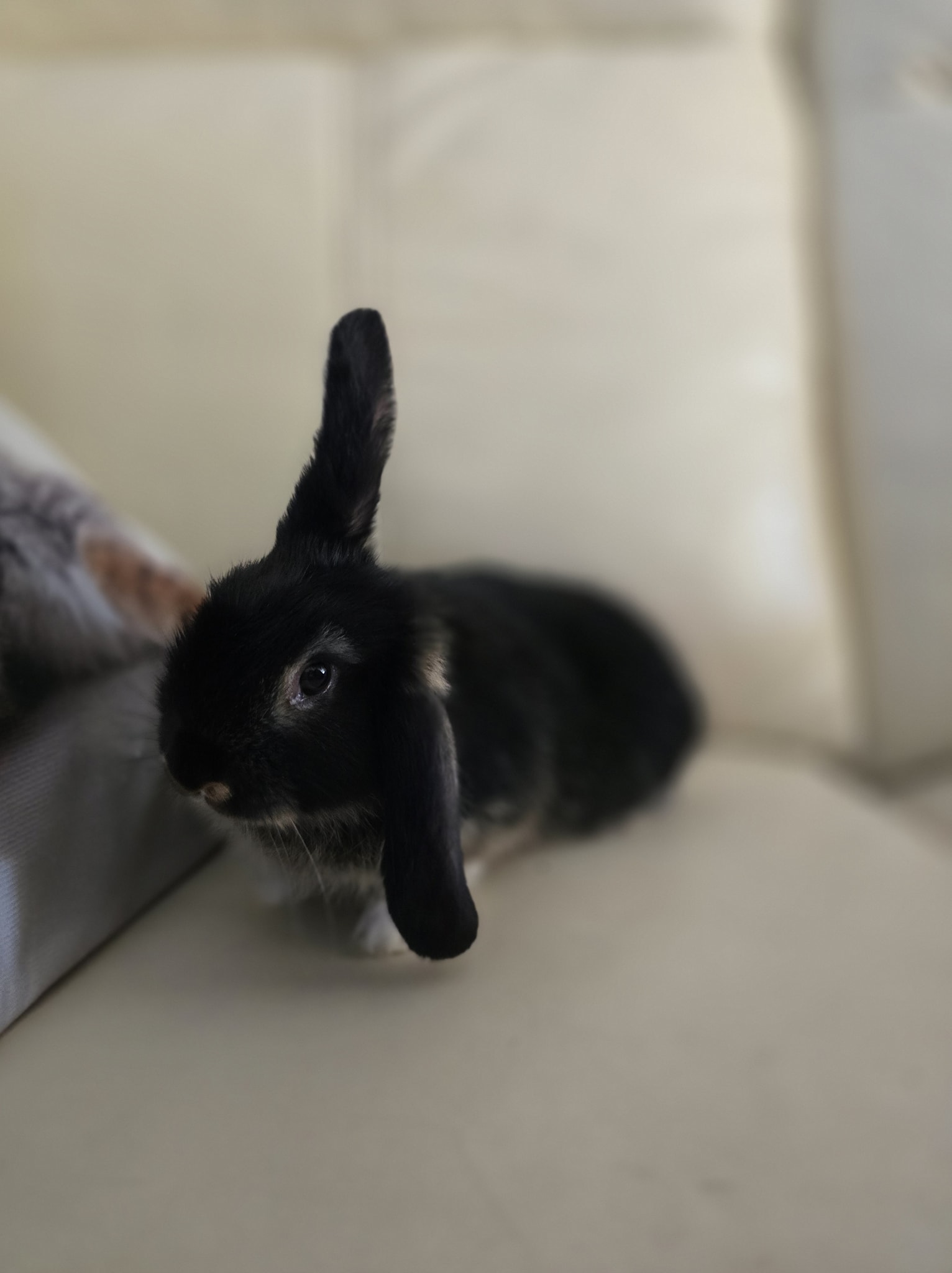 Romeo's - ‼️ Recently you would’ve seen that our rescue has grown with ...