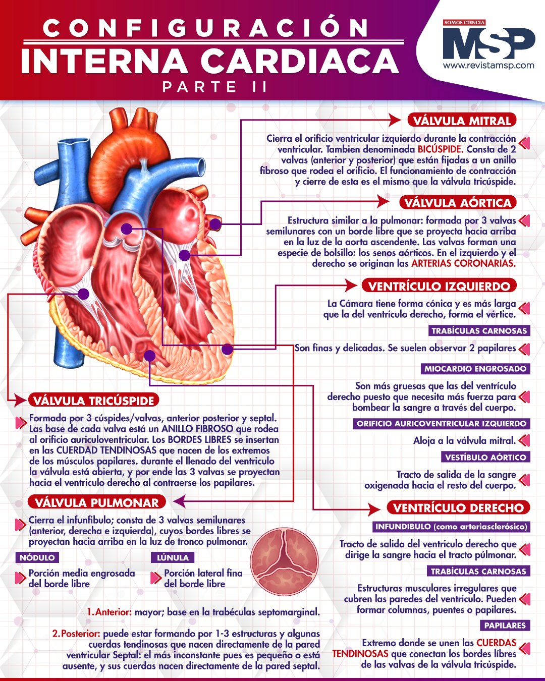 Anatomía De Los Bordes Del Corazón 1440x1920