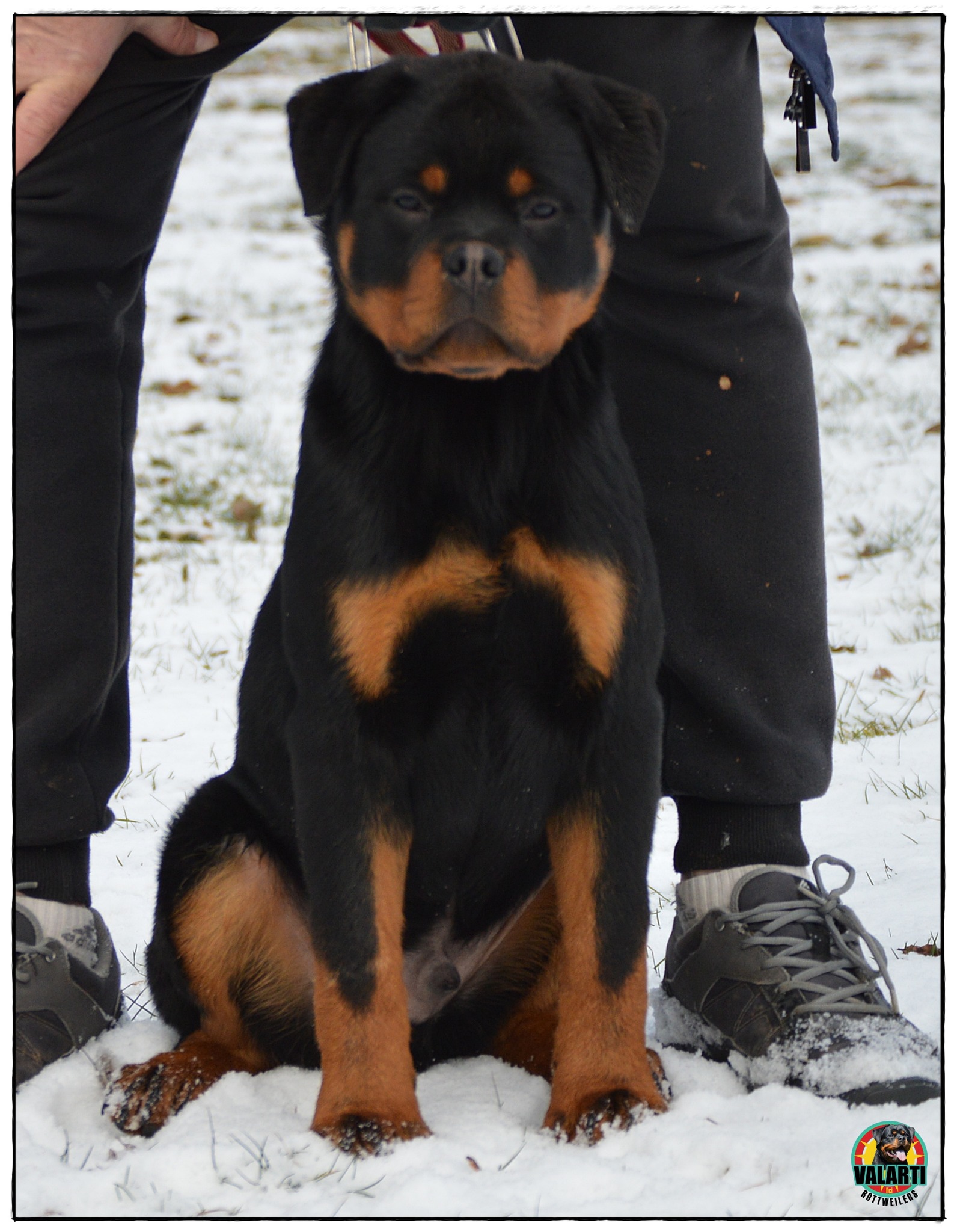 Valarti FCI Rottweiler Kennel - V Będzin's Special Rottweiler Show 12. ...