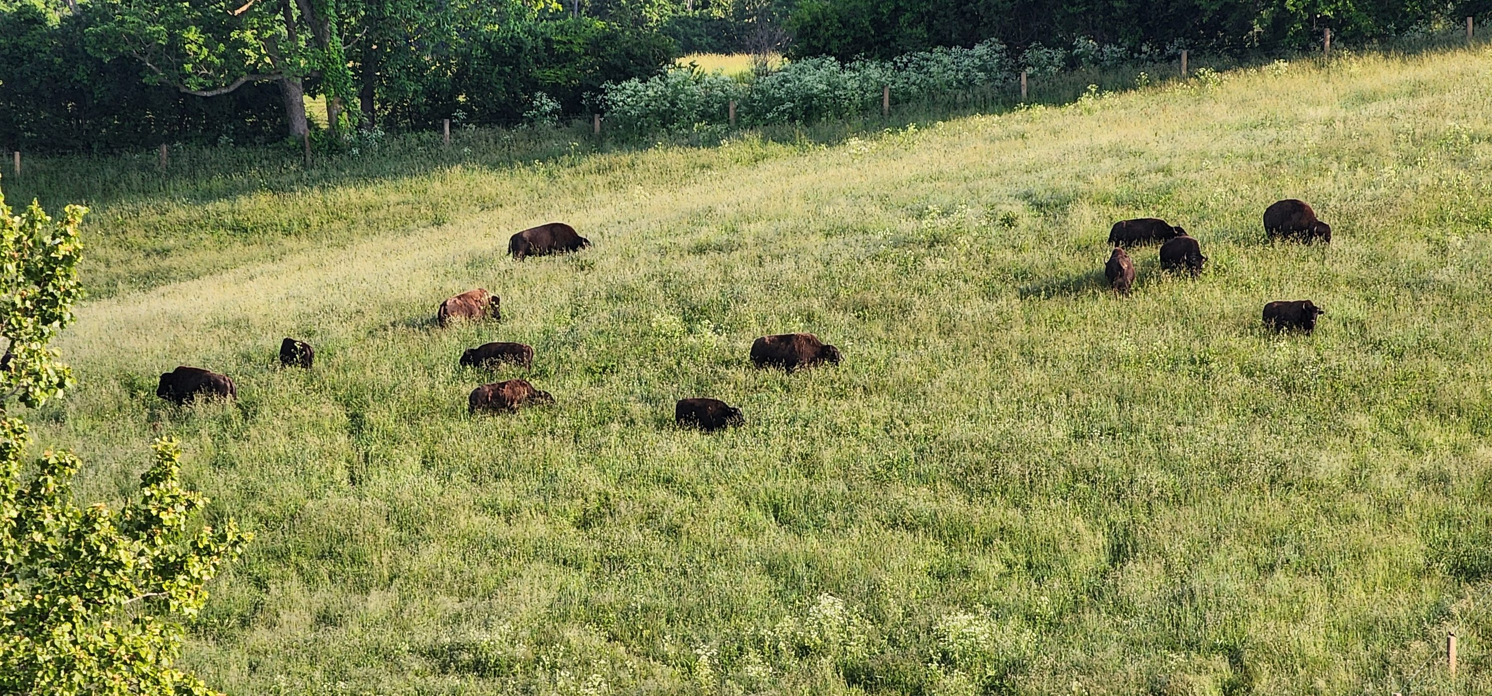 Buffalo Ridge Ranch | Winchester KY