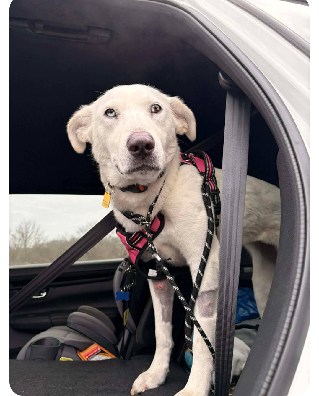 We are so very thankful that... - Project Hope Animal Rescue | Facebook
