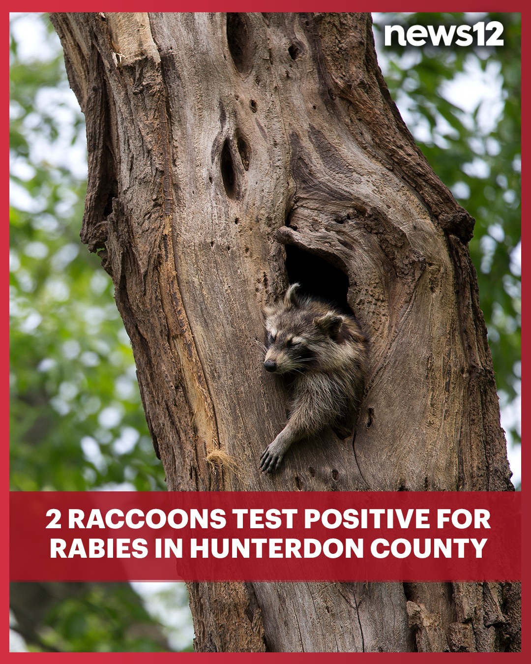 News - RABIES ALERT: Health officials are warning the public of two ...