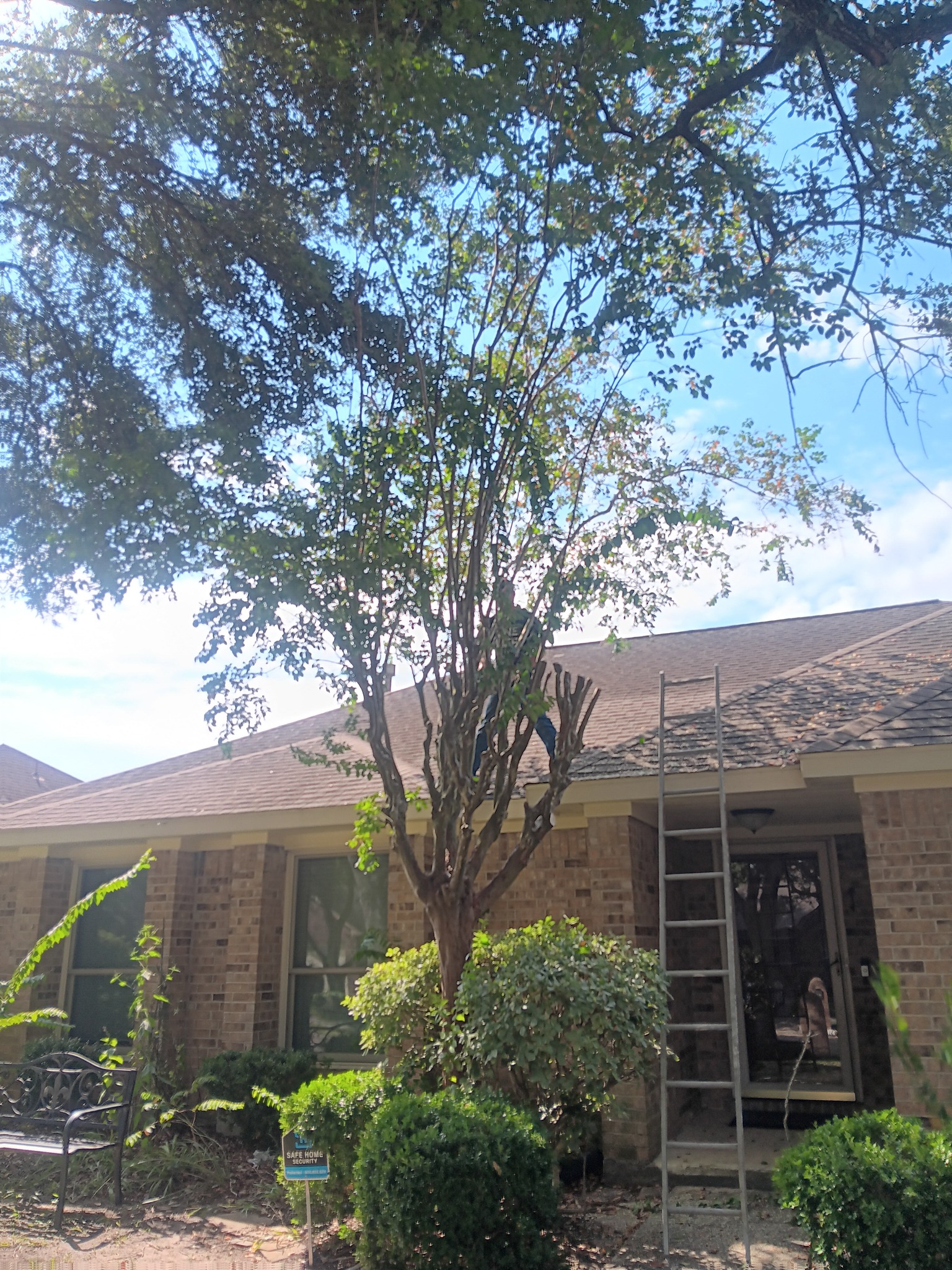 G&S Tree Service | Houston TX