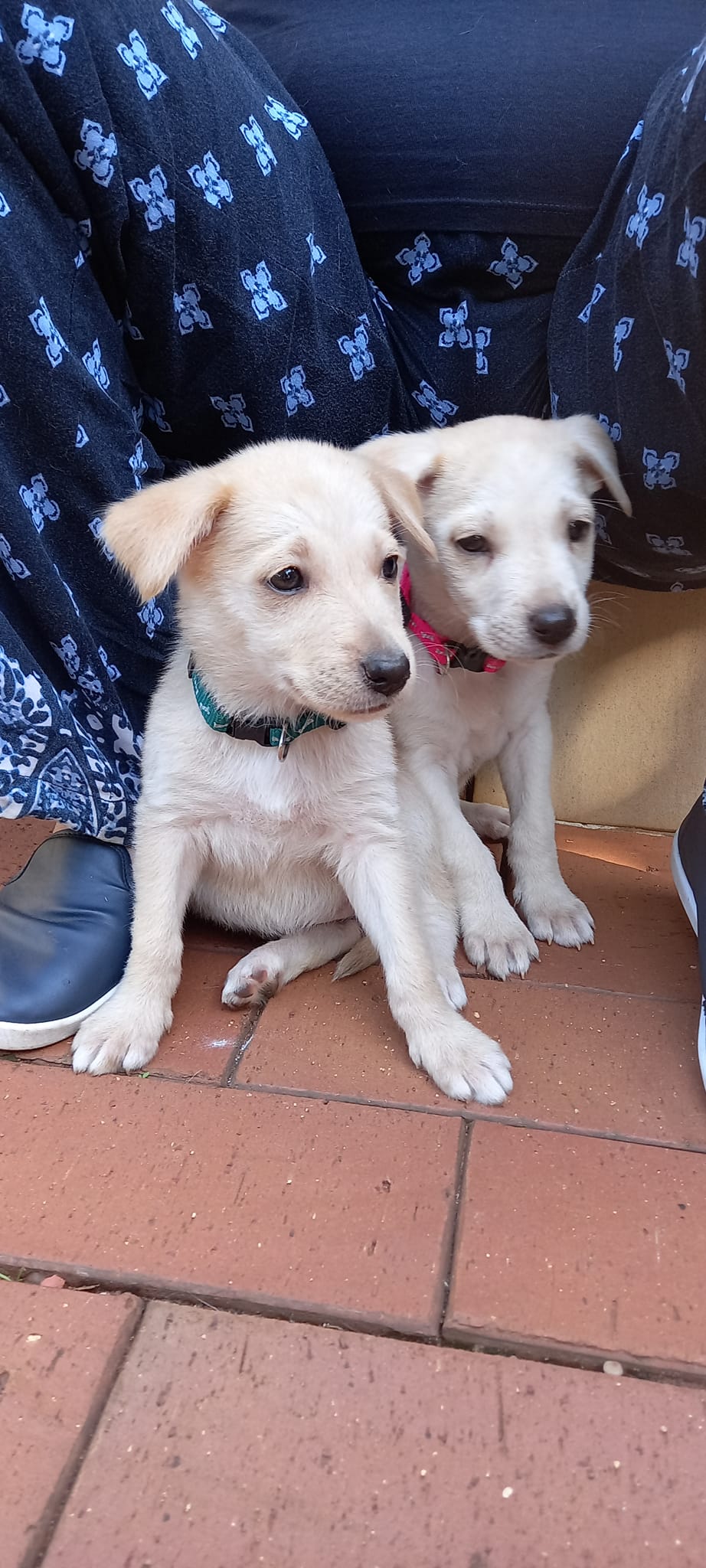 Our Labby X pups are now 8 weeks old. Strict home check and adoption ...