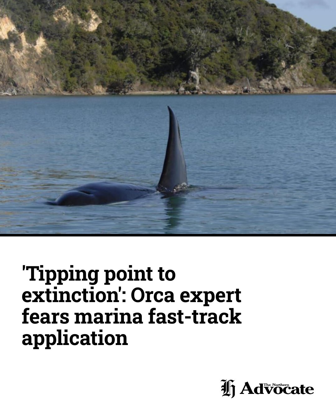 One of the world’s top orca... - The Northern Advocate | Facebook