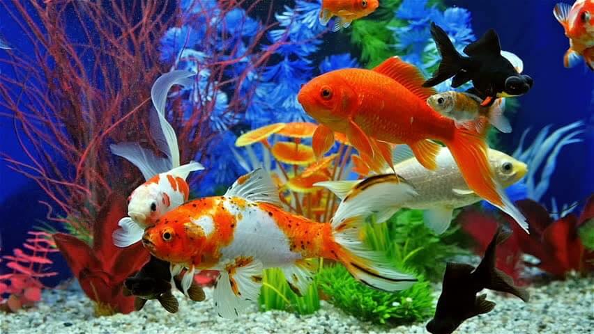 Deron Fish Aquarium