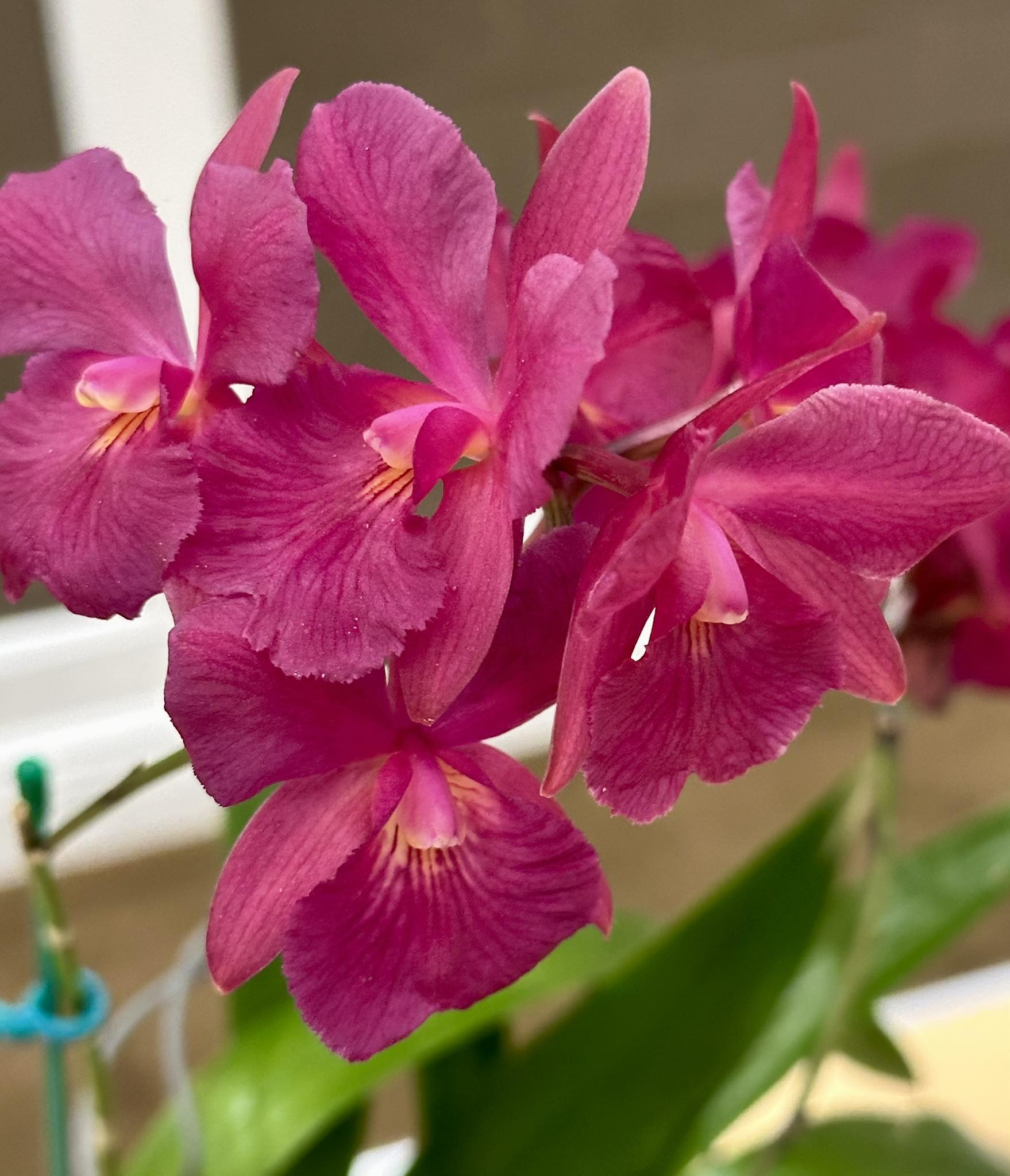 Cattleytonia 'Jamaica Red' orchid with vibrant pink blooms