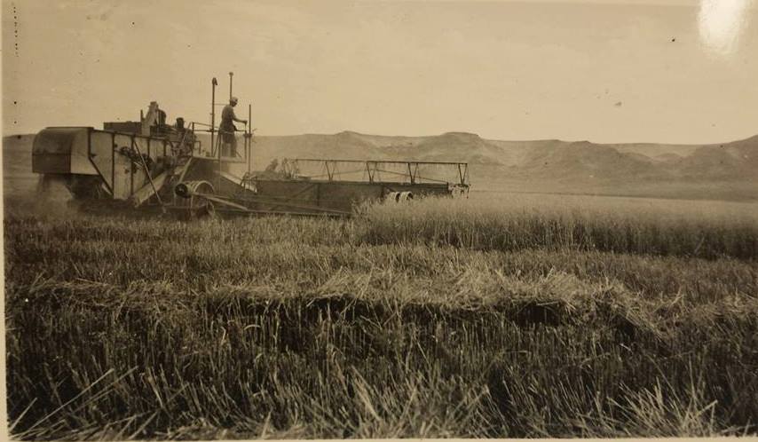 OSU - Pictured here is the combining of oats on the ZX Ranch, Chewaucan ...