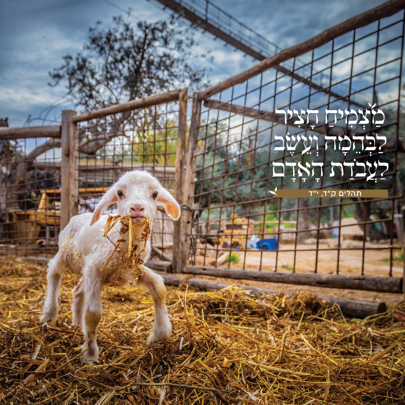 עיר דוד - ירושלים הקדומה - יום הכיפורים עומד בפתח. תפילות הימים הנוראים ...